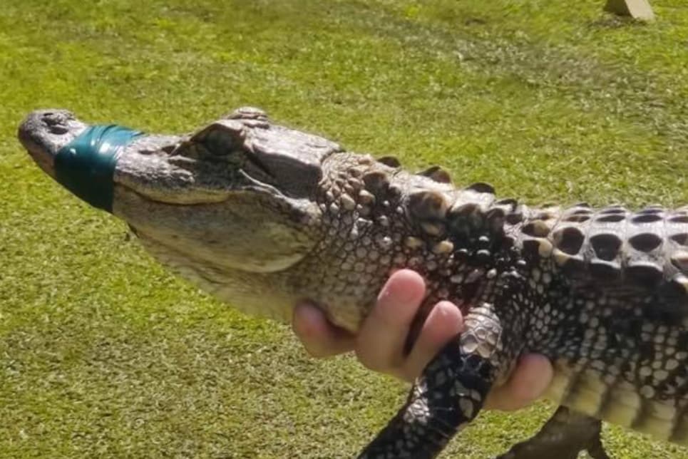 Gang of gators terrorizes Georgia golf course | Golf News and Tour